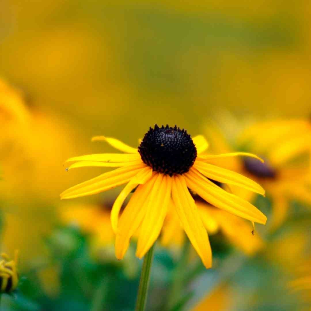 Rudbeckia Triloba Black Eyed Susan
