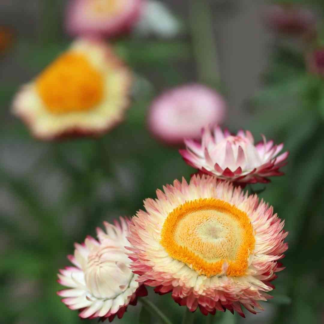 Strawflower - Seashells Mix