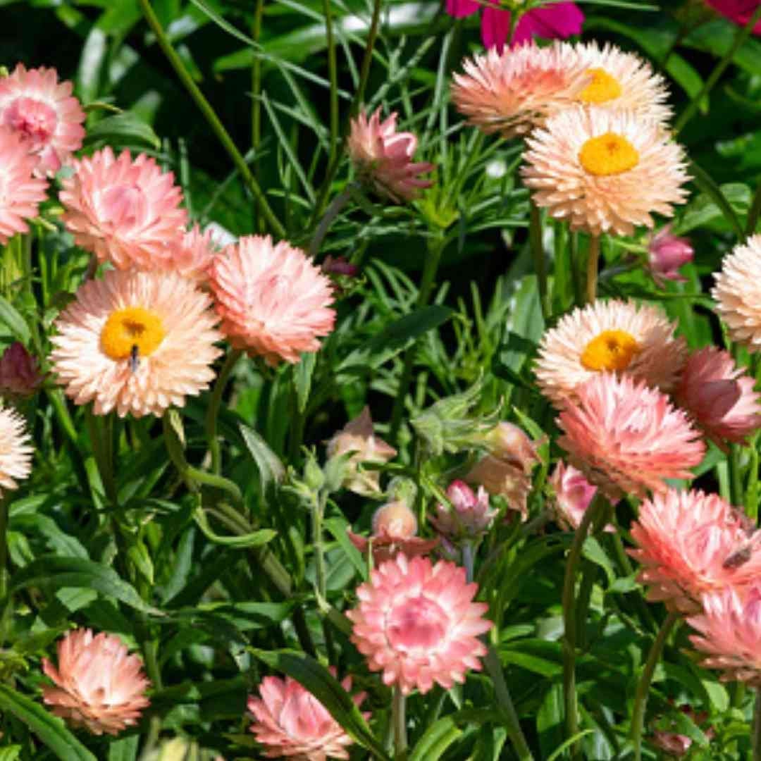 Strawflower - Seashells Mix