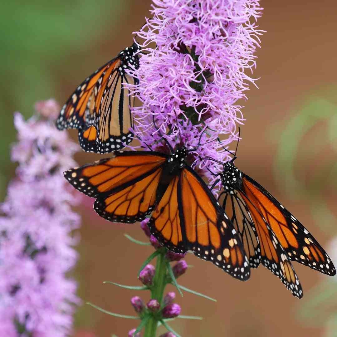 Liatris Blazing Star Seeds