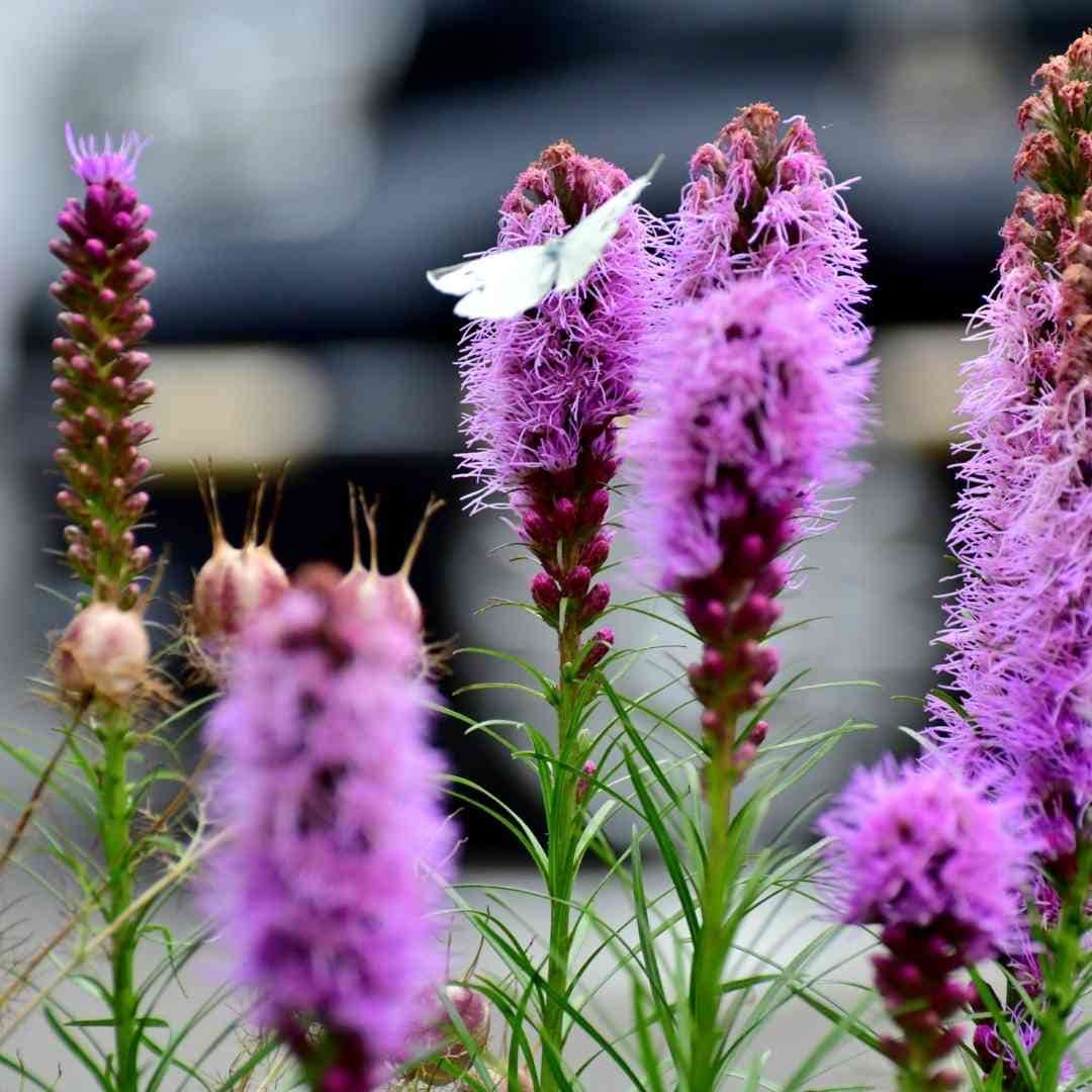 Liatris Blazing Star Seeds