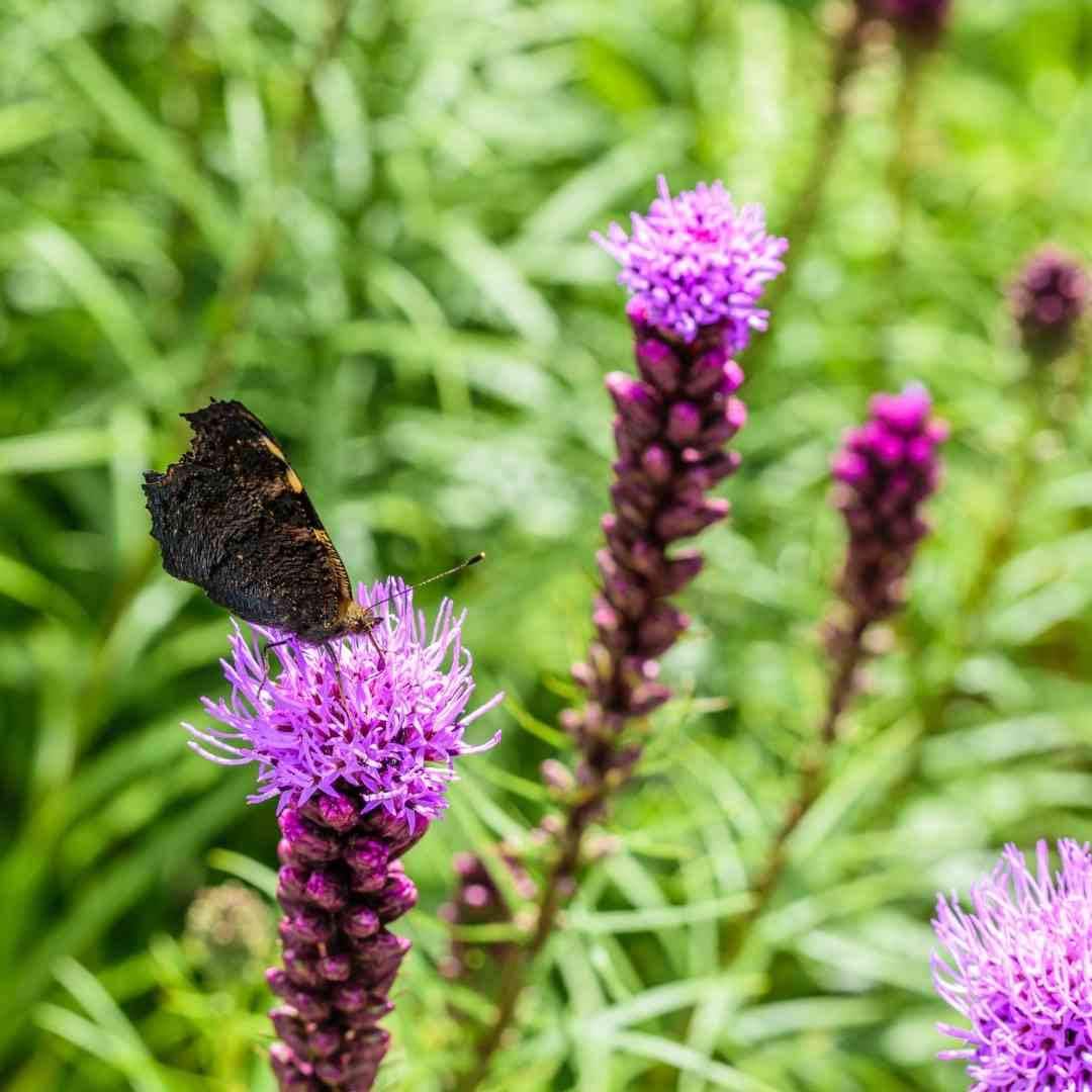 Liatris Blazing Star Seeds