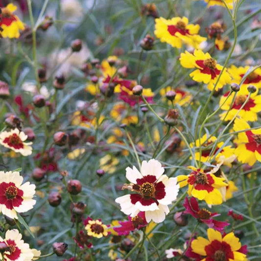 Coreopsis - Incredible Mix Tickseed