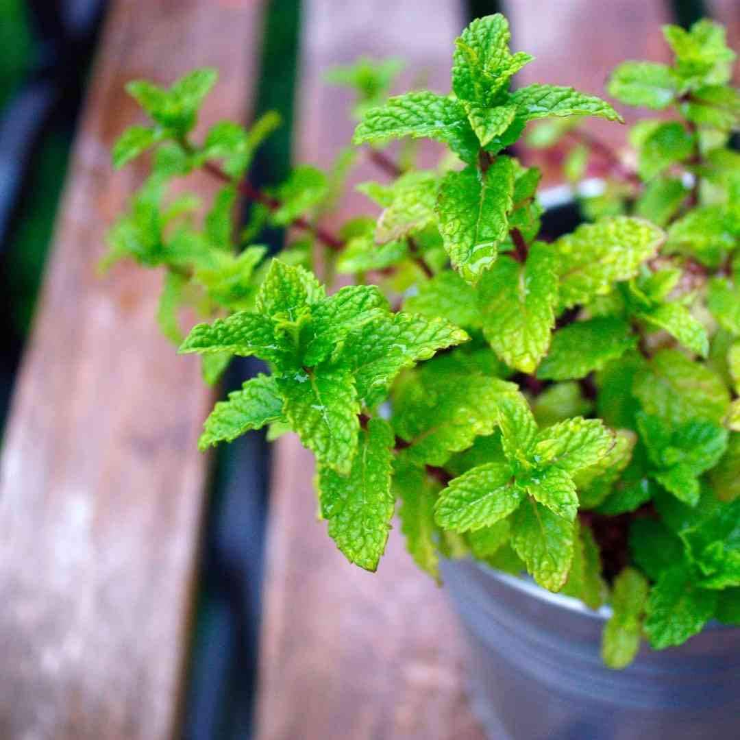 Spearmint Seeds