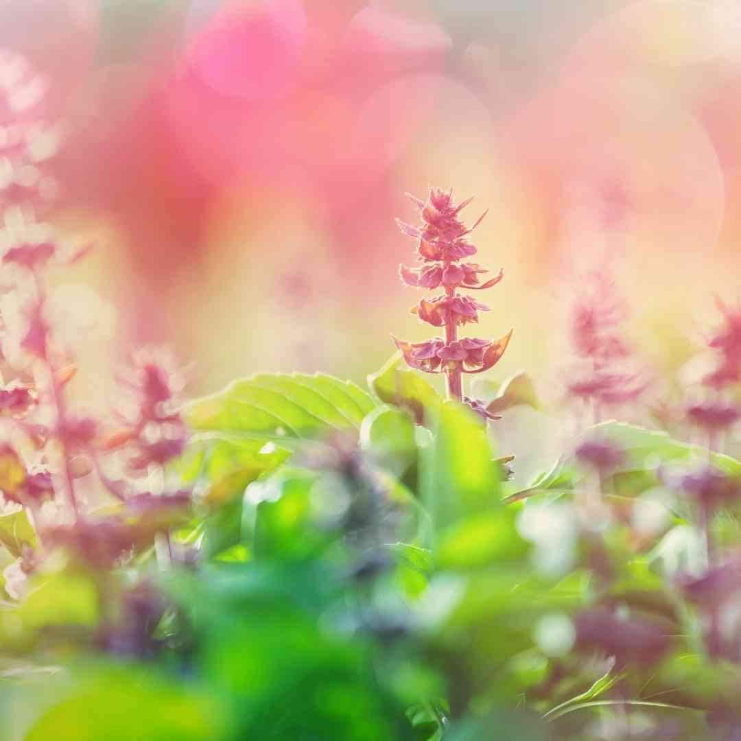 Spearmint Seeds