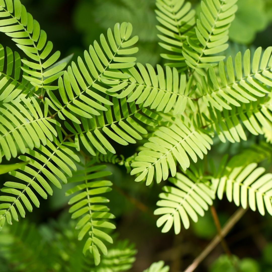 Mimosa Pudica Seeds (Sensitive Plant)
