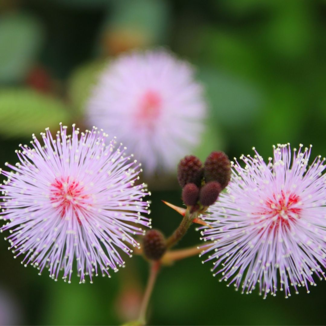 Mimosa Pudica Seeds (Sensitive Plant)