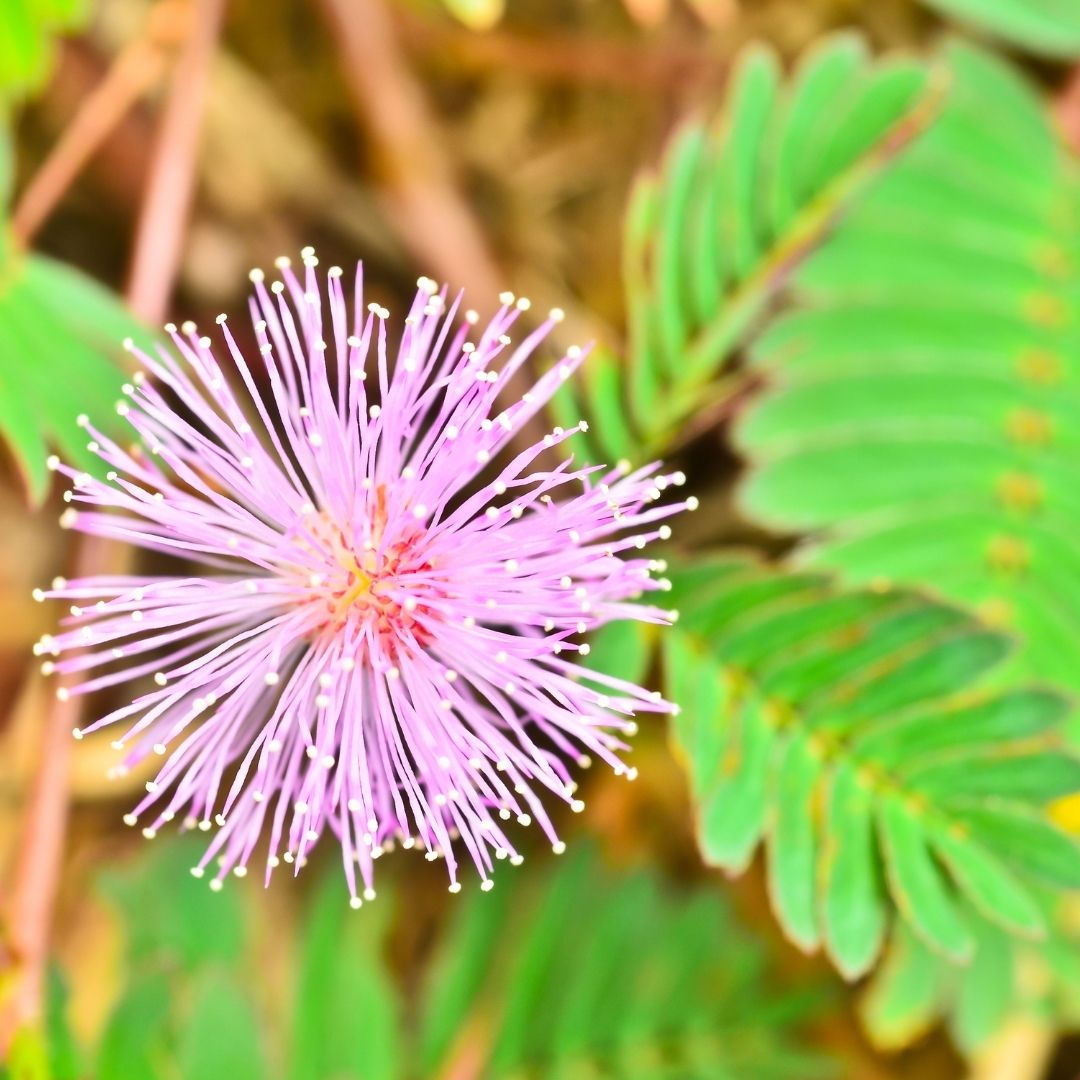 Mimosa Pudica Seeds (Sensitive Plant)