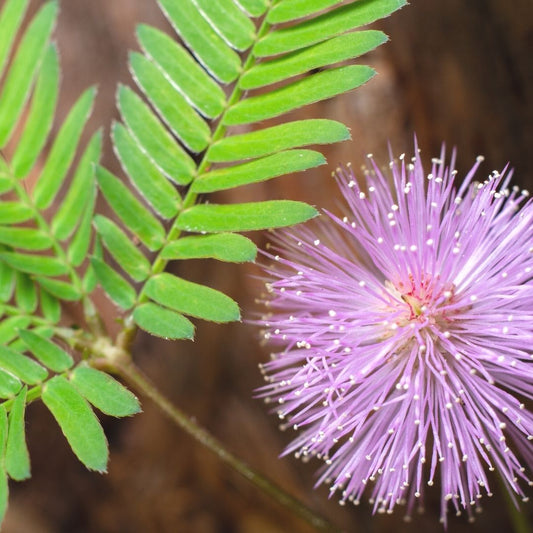 Mimosa Pudica Seeds (Sensitive Plant)