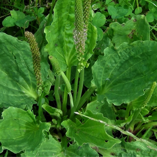 Plantain Seeds (Medicinal, Organic)