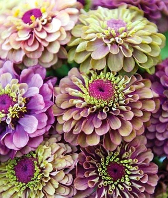 Zinnia - Queen Lime Red