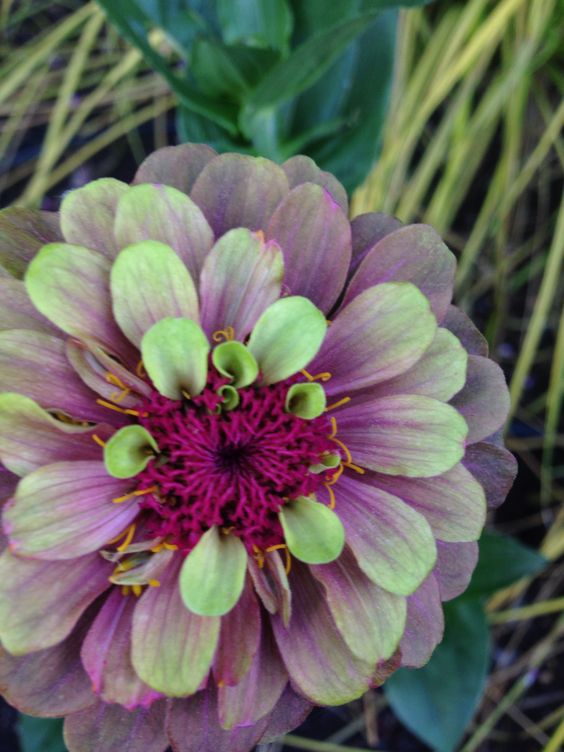 Zinnia - Queen Lime Red