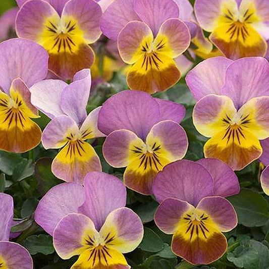 Viola Pansy Seeds - Rose Antique Gem