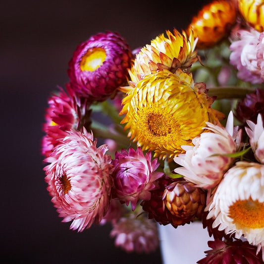 Strawflower - Swiss Giant Everlasting Mixed