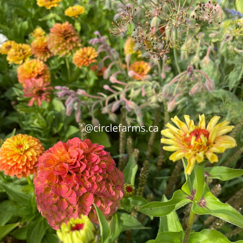 Zinnia - Queen Lime Orange